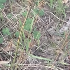 Juncus sp. at Watson, ACT - 22 Aug 2022