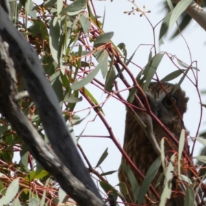 Ninox boobook at Watson, ACT - 22 Aug 2022