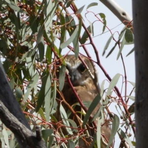 Ninox boobook at Watson, ACT - 22 Aug 2022 02:16 PM