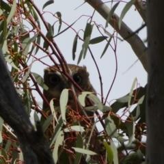 Ninox boobook at Watson, ACT - 22 Aug 2022 02:16 PM