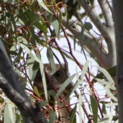 Ninox boobook at Watson, ACT - 22 Aug 2022 02:16 PM