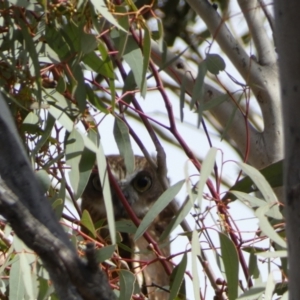 Ninox boobook at Watson, ACT - 22 Aug 2022