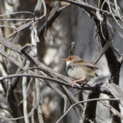 Malurus cyaneus (Superb Fairywren) at Watson, ACT - 22 Aug 2022 by Steve_Bok