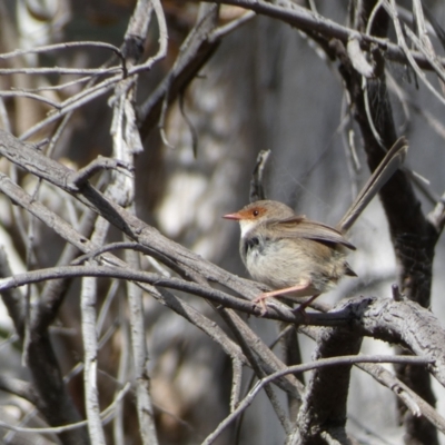 Malurus cyaneus (Superb Fairywren) at Watson, ACT - 22 Aug 2022 by Steve_Bok