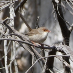 Malurus cyaneus at Watson, ACT - 22 Aug 2022