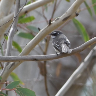 Rhipidura albiscapa (Grey Fantail) at Mount Majura - 22 Aug 2022 by SteveBorkowskis