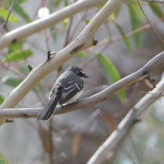 Rhipidura albiscapa at Watson, ACT - 22 Aug 2022