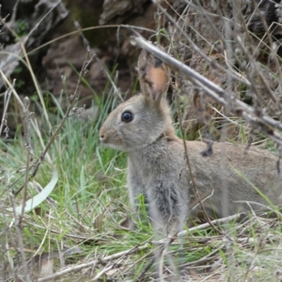 Oryctolagus cuniculus (European Rabbit) at Mount Majura - 22 Aug 2022 by SteveBorkowskis