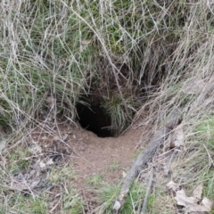 Oryctolagus cuniculus at Watson, ACT - 22 Aug 2022