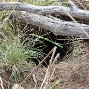 Oryctolagus cuniculus at Watson, ACT - 22 Aug 2022