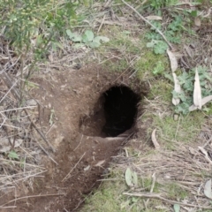 Oryctolagus cuniculus at Watson, ACT - 22 Aug 2022