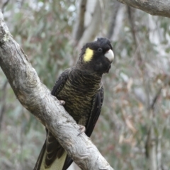 Zanda funerea (Yellow-tailed Black-Cockatoo) at Watson, ACT - 22 Aug 2022 by SteveBorkowskis