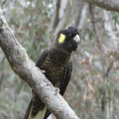 Zanda funerea (Yellow-tailed Black-Cockatoo) at Watson, ACT - 22 Aug 2022 by Steve_Bok