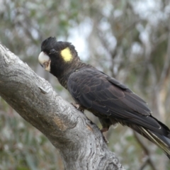 Zanda funerea at Watson, ACT - 22 Aug 2022