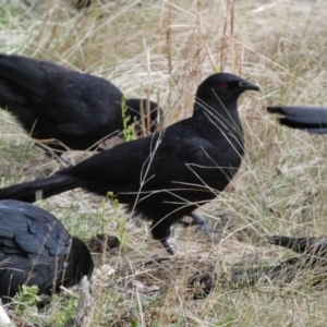 Corcorax melanorhamphos at Watson, ACT - 22 Aug 2022