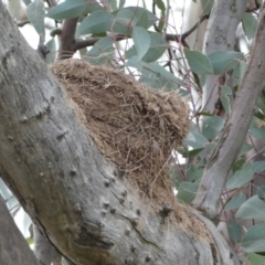 Corcorax melanorhamphos at Watson, ACT - 22 Aug 2022