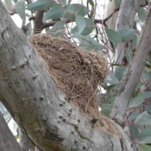 Corcorax melanorhamphos at Watson, ACT - 22 Aug 2022