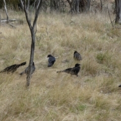 Corcorax melanorhamphos at Watson, ACT - 22 Aug 2022