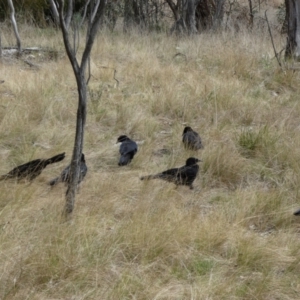 Corcorax melanorhamphos at Watson, ACT - 22 Aug 2022