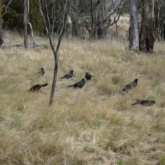 Corcorax melanorhamphos at Watson, ACT - 22 Aug 2022