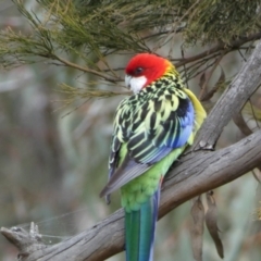 Platycercus eximius (Eastern Rosella) at Watson, ACT - 22 Aug 2022 by SteveBorkowskis