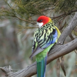 Platycercus eximius at Watson, ACT - 22 Aug 2022 03:24 PM