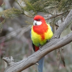 Platycercus eximius at Watson, ACT - 22 Aug 2022 03:24 PM