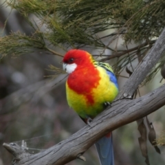 Platycercus eximius at Watson, ACT - 22 Aug 2022 03:24 PM