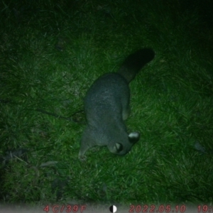 Trichosurus vulpecula at Lower Boro, NSW - 6 Jul 2022