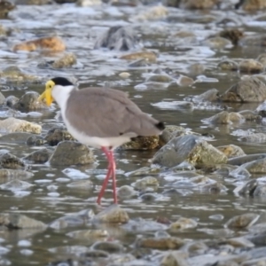 Vanellus miles at Oak Beach, QLD - 16 Aug 2022