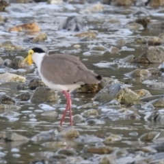 Vanellus miles (Masked Lapwing) at Oak Beach, QLD - 16 Aug 2022 by GlossyGal