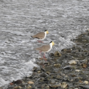 Vanellus miles at Oak Beach, QLD - 16 Aug 2022