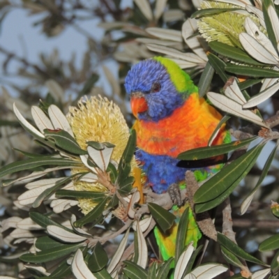 Trichoglossus moluccanus (Rainbow Lorikeet) at Merimbula, NSW - 19 Jul 2020 by michaelb