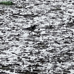 Grallina cyanoleuca (Magpie-lark) at Yerrabi Pond - 23 Aug 2022 by Timberpaddock