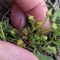 Brachyscome perpusilla at Throsby, ACT - 28 Sep 2021 02:55 PM