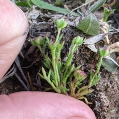 Brachyscome perpusilla at Throsby, ACT - 28 Sep 2021 02:55 PM