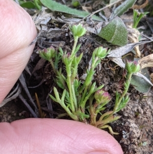 Brachyscome perpusilla at Throsby, ACT - 28 Sep 2021 02:55 PM