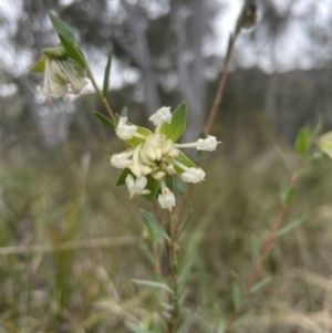 Pimelea linifolia at Aranda, ACT - 23 Aug 2022 04:17 PM