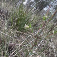 Pimelea linifolia at Aranda, ACT - 23 Aug 2022 04:17 PM