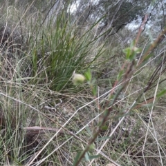 Pimelea linifolia at Aranda, ACT - 23 Aug 2022