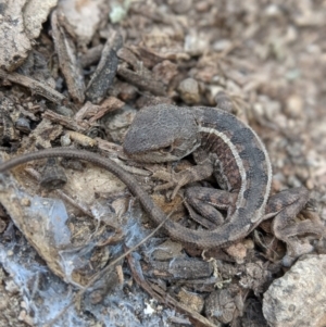 Diporiphora nobbi at Williamsdale, NSW - 18 Oct 2021