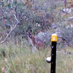 Notamacropus rufogriseus (Red-necked Wallaby) at Mount Taylor - 22 Mar 2022 by MountTaylorParkcareGroup