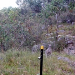 Macropus giganteus (Eastern Grey Kangaroo) at Mount Taylor - 22 Mar 2022 by MountTaylorParkcareGroup
