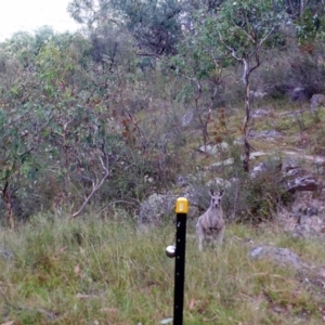 Macropus giganteus at Kambah, ACT - 23 Mar 2022 07:47 AM