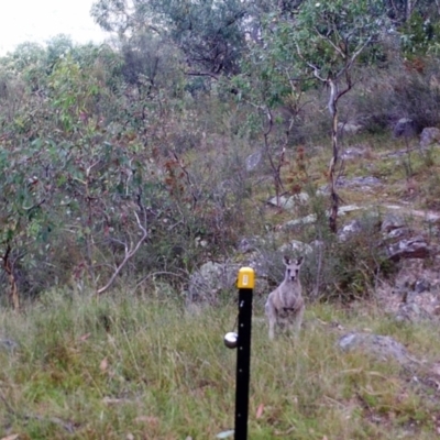 Macropus giganteus (Eastern Grey Kangaroo) at Kambah, ACT - 23 Mar 2022 by MountTaylorParkcareGroup