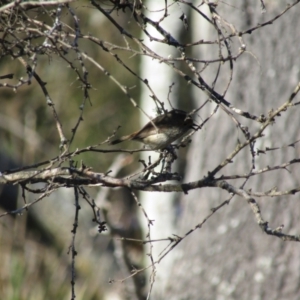 Acanthiza pusilla at Narooma, NSW - suppressed