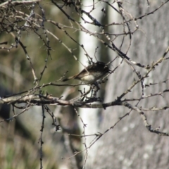 Acanthiza pusilla (Brown Thornbill) at Narooma, NSW - 9 Oct 2020 by Birdy