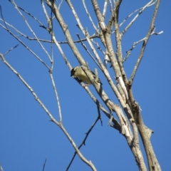 Pardalotus punctatus (Spotted Pardalote) at Narooma, NSW - 9 Oct 2020 by Birdy