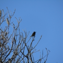 Phylidonyris novaehollandiae (New Holland Honeyeater) at Narooma, NSW - 10 Oct 2020 by Amata