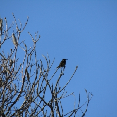 Phylidonyris novaehollandiae (New Holland Honeyeater) at Eurobodalla National Park - 9 Oct 2020 by Birdy